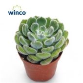 Эхеверия Грин Вельвет d8.5 см h10 см