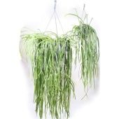 Леписмиум Боливианум d37 см h65 см Леписмиум Боливианум d37 см h65 см