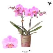 Фаленопсис 2 ствола Frederikstad 22+ (ok) d9 см h40 см Фаленопсис 2 ствола Frederikstad 22+ (ok) d9 см h40 см