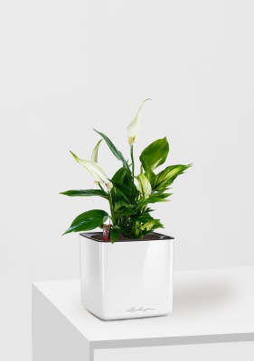 Спатифиллум 12/35 см в CUBE GLOSSY 14 Спатифиллум 12/35 см в CUBE GLOSSY 14