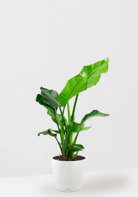 Стрелиция Николай 17/60 см в CLASSICO COLOR 21, белый