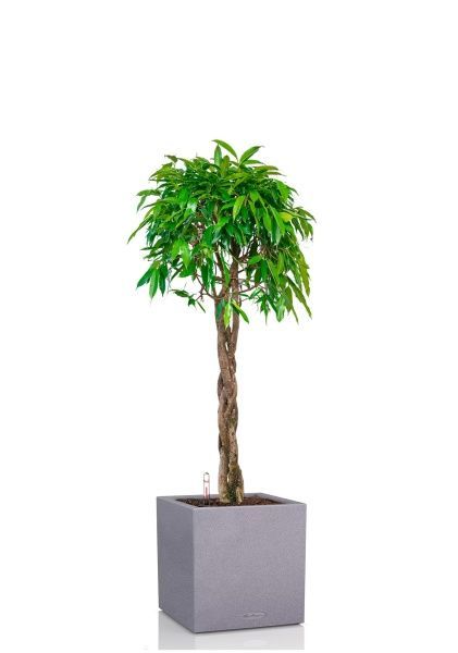 Фикус Амстел Кинг переплетенный 40/170 см в CANTO STONE LOW 40