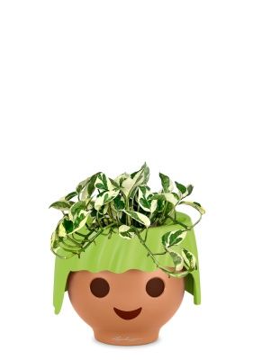 Эпипремнум Энджой 12/20 см в OJO, зеленый