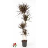 Драцена Маргината Маджента 4 ствола d27 см h190 см