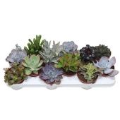 Суккуленты микс d10.5 см h15 см тип 3