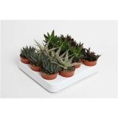 Суккуленты микс 4srt 6.5/9 см тип 2 (Голландия) Суккуленты микс 4srt 6.5/9 см тип 2 (Голландия)