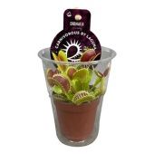 Венерина мухоловка Дионея d5.5 см h12.5 см тип 1