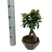 Фикус Гинсенг бонсай d18 см h35 см Фикус Гинсенг бонсай d18 см h35 см
