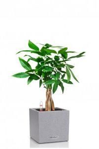 Пахира в CANTO STONE 14 Пахира в CANTO STONE 14