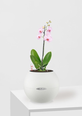 Орхидея Фаленопсис светло-розовая 12/60 см в PURO 20 Орхидея Фаленопсис светло-розовая 12/60 см в PURO 20