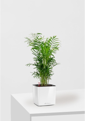 Хамедорея CUBE GLOSSY 14/35 см Белый блестящий