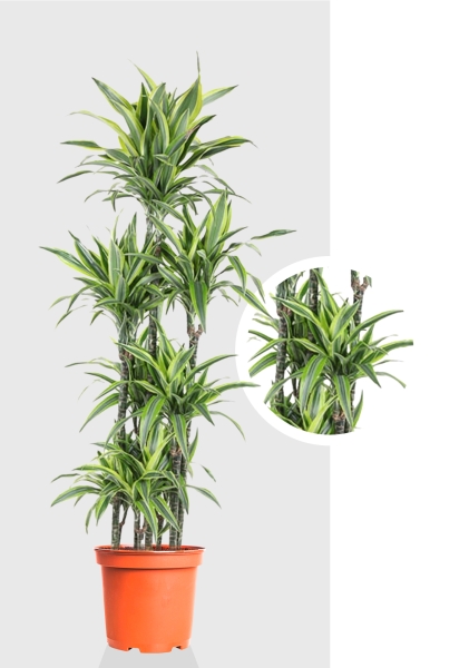 Драцена Лемон Лайм карусель d34 см h170 см