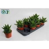 Алоэ Митриформис d12 см h20 см Алоэ Митриформис d12 см h20 см