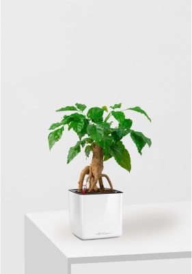 Радермахера бонсай 12/30 см в CUBE GLOSSY 14