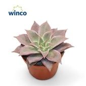 Эхеверия Мадиба d10.5 см h15 см