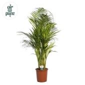 Хризалидокарпус Арека d24 см h130 см тип 3