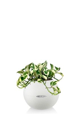 Эпипремнум Энджой 12/20 см в PURO 20, белый