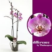 Фаленопсис 2 ствола Jillion 18+ (phalaenova) d12 см h65 см