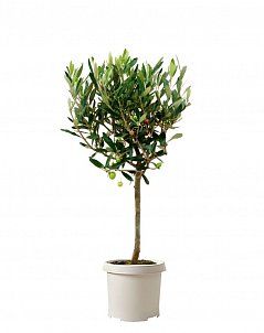 Олива на стволе 21/100 см