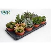 Суккуленты микс d12 см h15 см тип 1