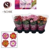 Хризантема Маргарита биколор микс (scenza) d13 см h25 см