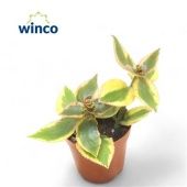 Крассула Сарментоса денежное дерево d5.5 см h15 см Крассула Сарментоса денежное дерево d5.5 см h15 см