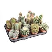 Кактус микс d8.5 см h12.5 см тип 1