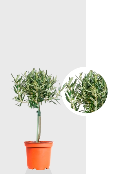 Олива на стволе 17/65 см