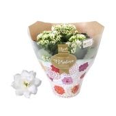 Каланхоэ Rosalina Don Dione белый d15 см h27.5 см Каланхоэ Rosalina Don Dione белый d15 см h27.5 см