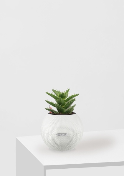 Алоэ Хавортия микс 5 см в PURO 20