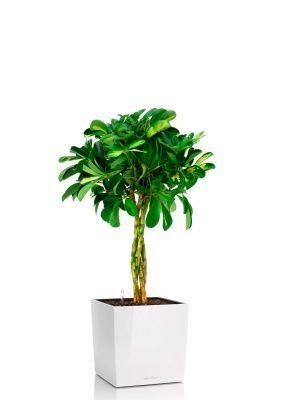 Шеффлера Голд Капелла 21/75 см в CUBE 30, белый блестящий