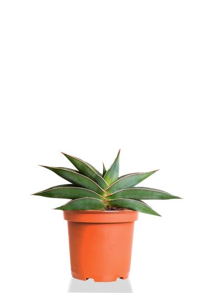 Сансевиерия Алмонд Сильвер 12/18 см