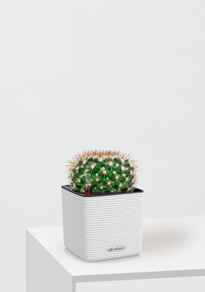 Кактус Маммиллярия Унцината 12/20 см в CUBE COLOR 14