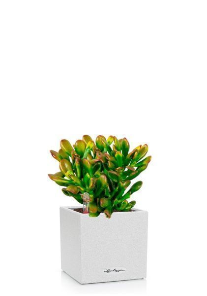 Крассула микс в CANTO STONE 14 Крассула микс в CANTO STONE 14