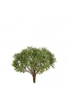 Дасти Миллер куст припылённый