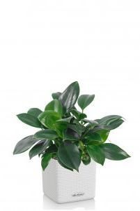 Филодендрон Грин Принцесс CUBE COLOR 14/25 Белый