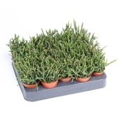 Рипсалис Бурчелли d5.5 см h10 см тип 2