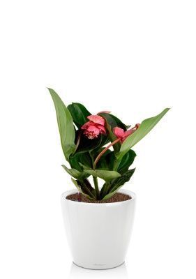 Мединилла 14/45 см в CLASSICO LS 21, белый блестящий