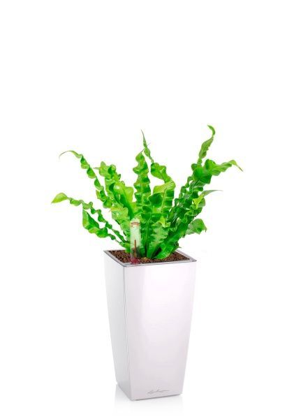 Асплениум Криспи 9/15 см в MINI CUBI