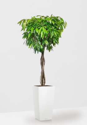 Фикус Амстел Кинг переплетенный 35/160 см в CUBICO COLOR 40 Фикус Амстел Кинг переплетенный 35/160 см в CUBICO COLOR 40