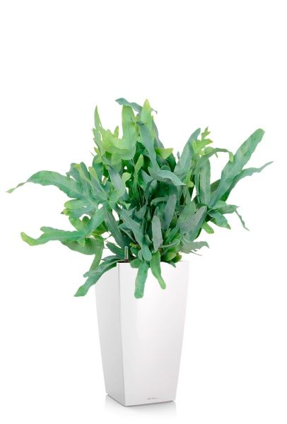 Флебодиум 24/55 см в CUBICO 30