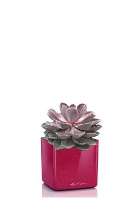 Эхеверия Цветной микс в CUBE GLOSSY KISS 14, вишнево-розовый блестящий