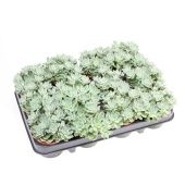 Граптопеталум Altair d8.5 см h10 см