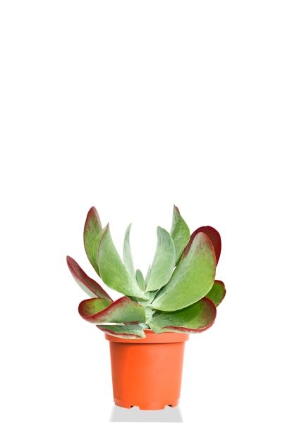 Каланхоэ тирсифолия Ред  Липс 12/20 см