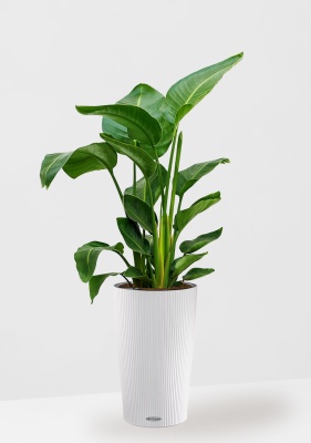 Стрелиция Николай 24/120 см в CILINDRO COLOR 32, белый