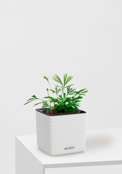 Актиниоптерис Австралийский 5/10 см в CUBE COLOR 14