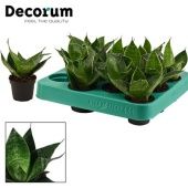 Сансевиерия Ханни Грин Ханни d6 см h14 см