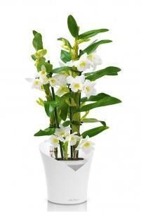 Орхидея Дендробиум белый ORCHIDEA 18/50 см, Белый матовый Орхидея Дендробиум белый ORCHIDEA 18/50 см, Белый матовый