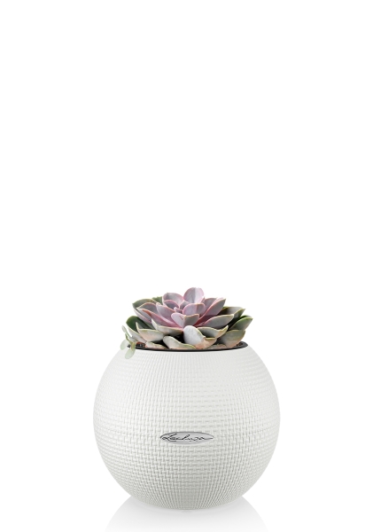 Эхеверия цветной микс 9/15 см в PURO 20