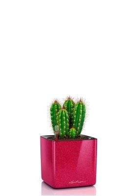 Кактус Неораймондия Герцога 12/20 см в CUBE GLOSSY KISS 14, вишнево-розовый блестящий